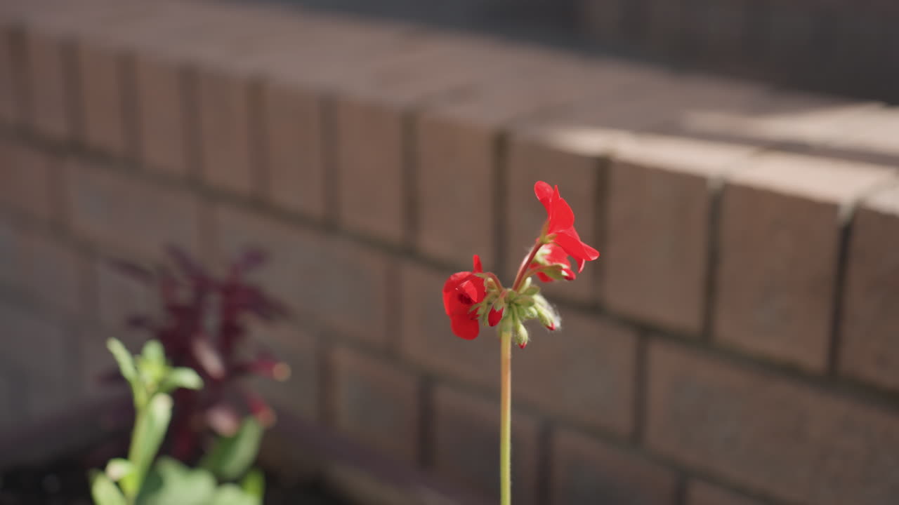 벽돌 벽 화분 옆 가느다란 줄기에서 붉은 제라늄 한 송이가 피어오르고, 햇빛이 꽃잎을 비추는 동안 부드러운 바람이 꽃을 흔들고, 얕은 심도가 신선한 봄의 성장과 함께 부드러운 보케를 만들어내요.