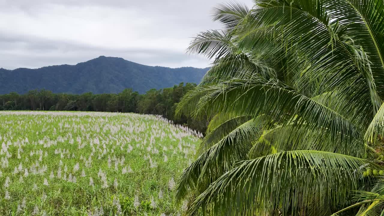 Aerial view of vibrant sugarcane fields with palm trees and distant mountains under cloudy skies in Port Douglas