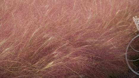 pink muhly blooming in park close-up