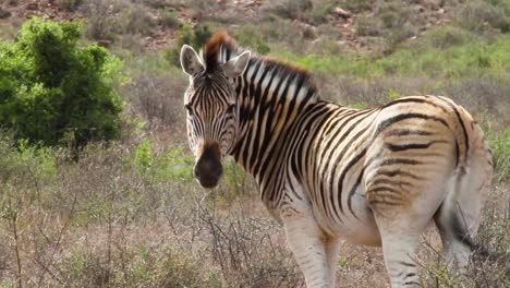 zebra in mountain zebra national park