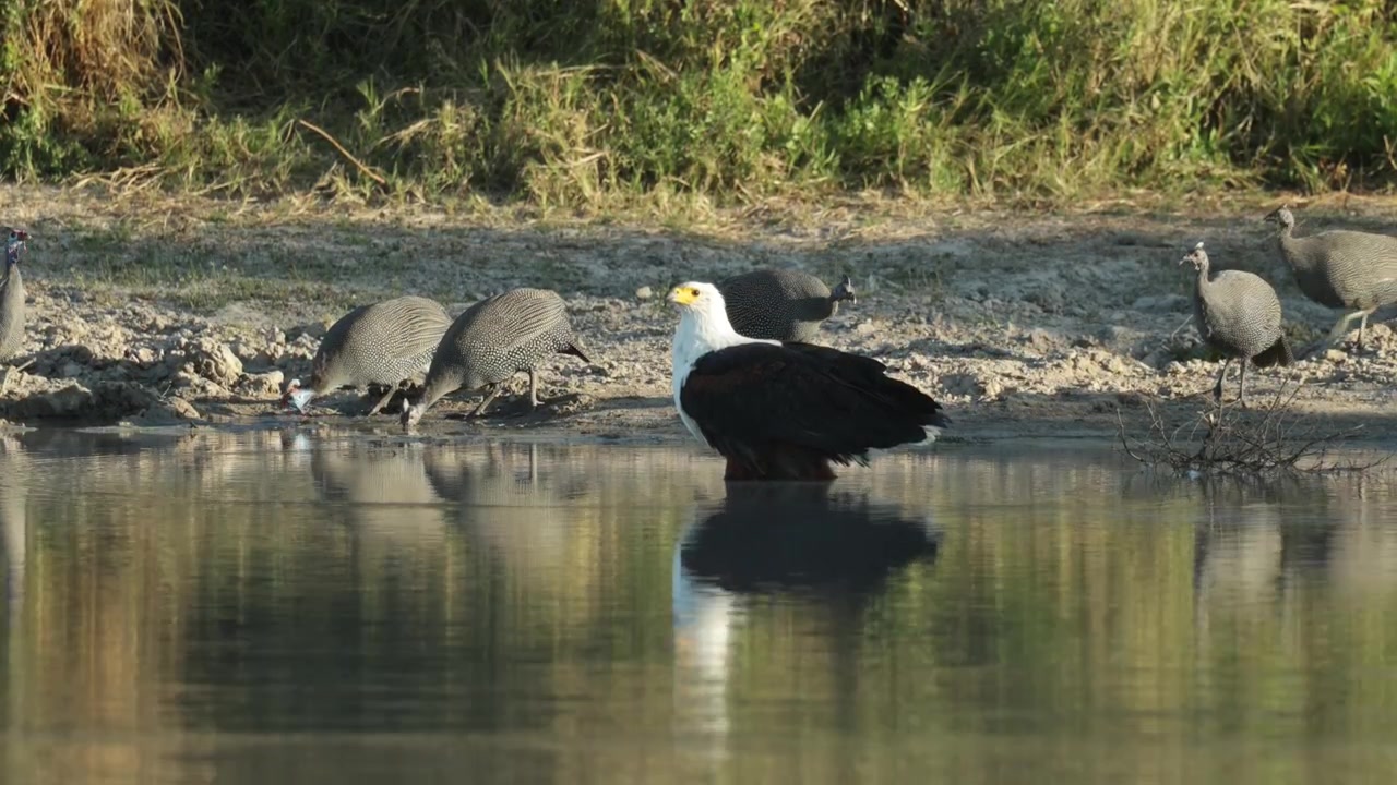 Un'aquila pescatrice africana in piedi nell'acqua bassa mentre uno stormo di faraone mitrate si nutre lungo il bordo dell'acqua, nella natura selvaggia del Botswana.