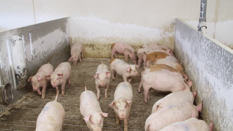 Schweinehaltung-Industrie-Tierhaltung-Viehkäfig