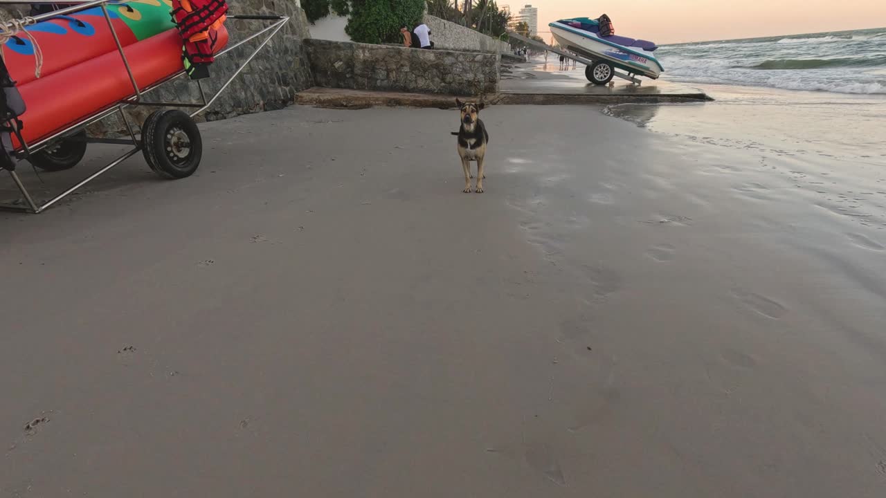 장난스러운 개가 모래 위에 있는 카메라를 향해 고 있다