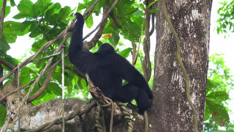 Statische-Nahaufnahme,-Die-Den-Rücken-Eines-Dominanten-Männlichen-Schwarzen-Brüllaffen,-Alouatta-Caraya,-Einfängt,-Der-Tagsüber-Auf-Dem-Baum-Sitzt-Und-Chillt