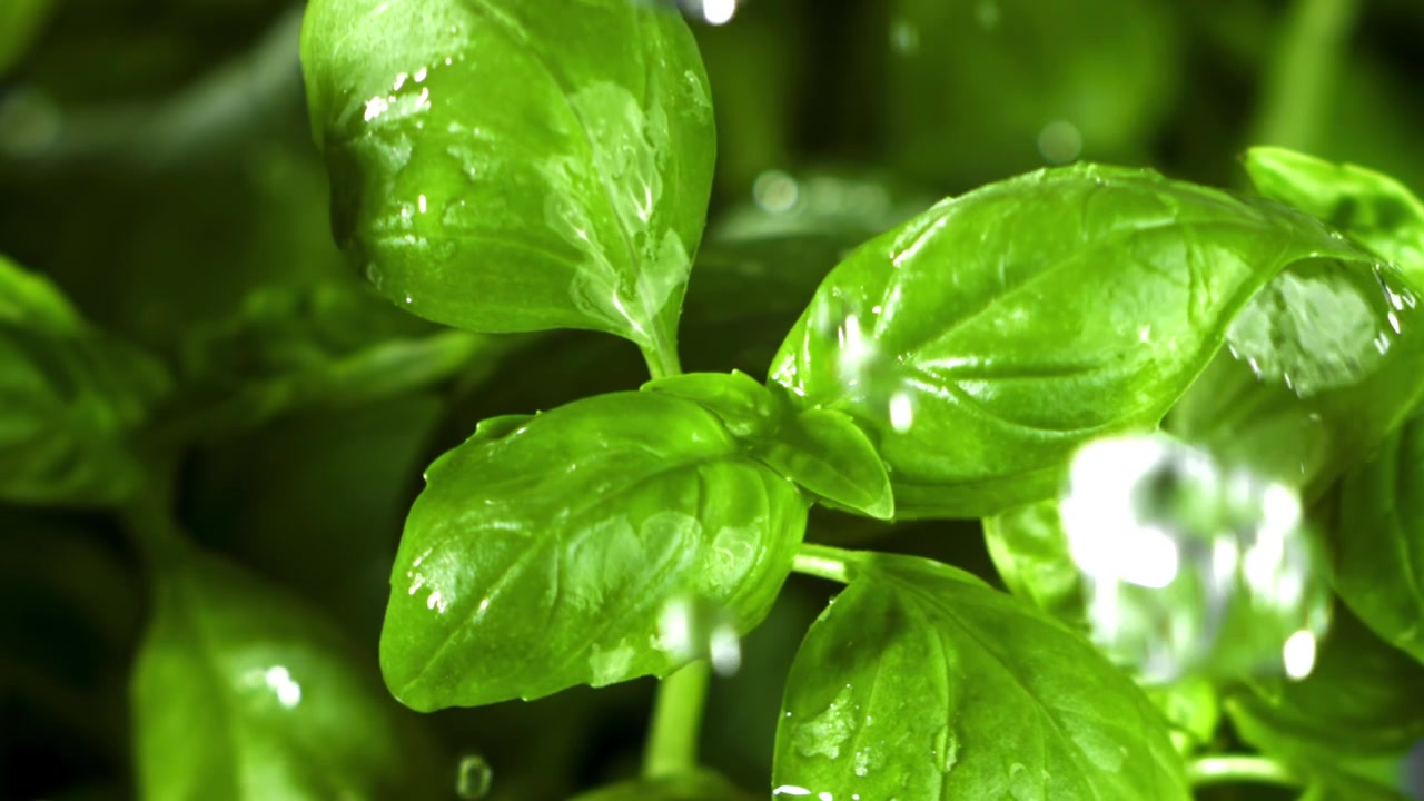 Goccioline d'acqua che cadono al rallentatore su foglie fresche di basilico verde