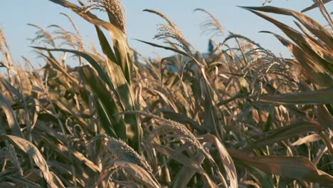 Getrocknete-Maispflanzen,-Blätter-Und-Ähren,-Die-Sich-Im-Wind-Bewegen