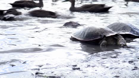 Tortugas-Y-Pájaros-Alimentándose-Al-Borde-De-La-Laguna