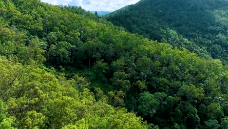 Flying-fast-just-above-the-dense-canopy-of-seemingly-endless-ancient-forest