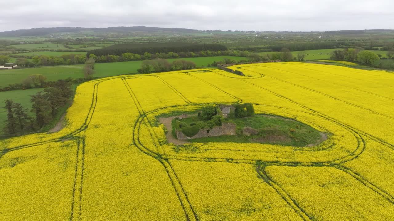 4K cinematic drone footage of a vibrant yellow rapeseed field in full bloom- Ireland 027