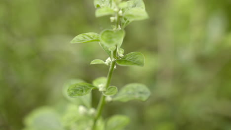 close-up-view-of-Aerva-lanata-or-mountain-knot-grass