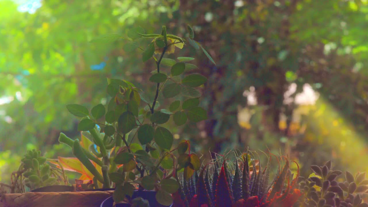 el lapso de tiempo, las llamaradas solares se mueven entre los tallos y las hojas de la vegetación