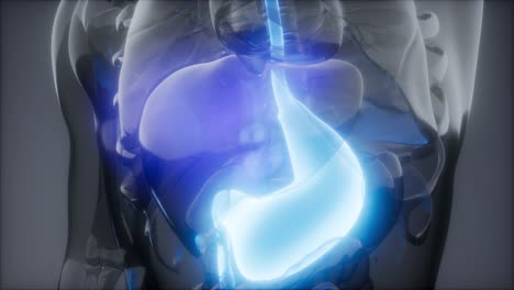 examen de radiología estomacal humano