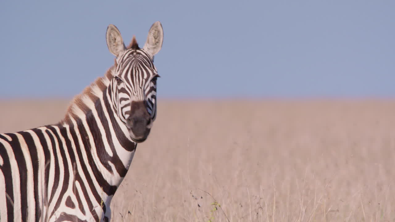 Zebre di pianura che si guardano intorno nella savana.