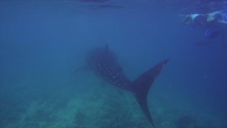 A-large-Whale-Shark-swimming-through-the-Indian-Ocean,-in-the-Maldives