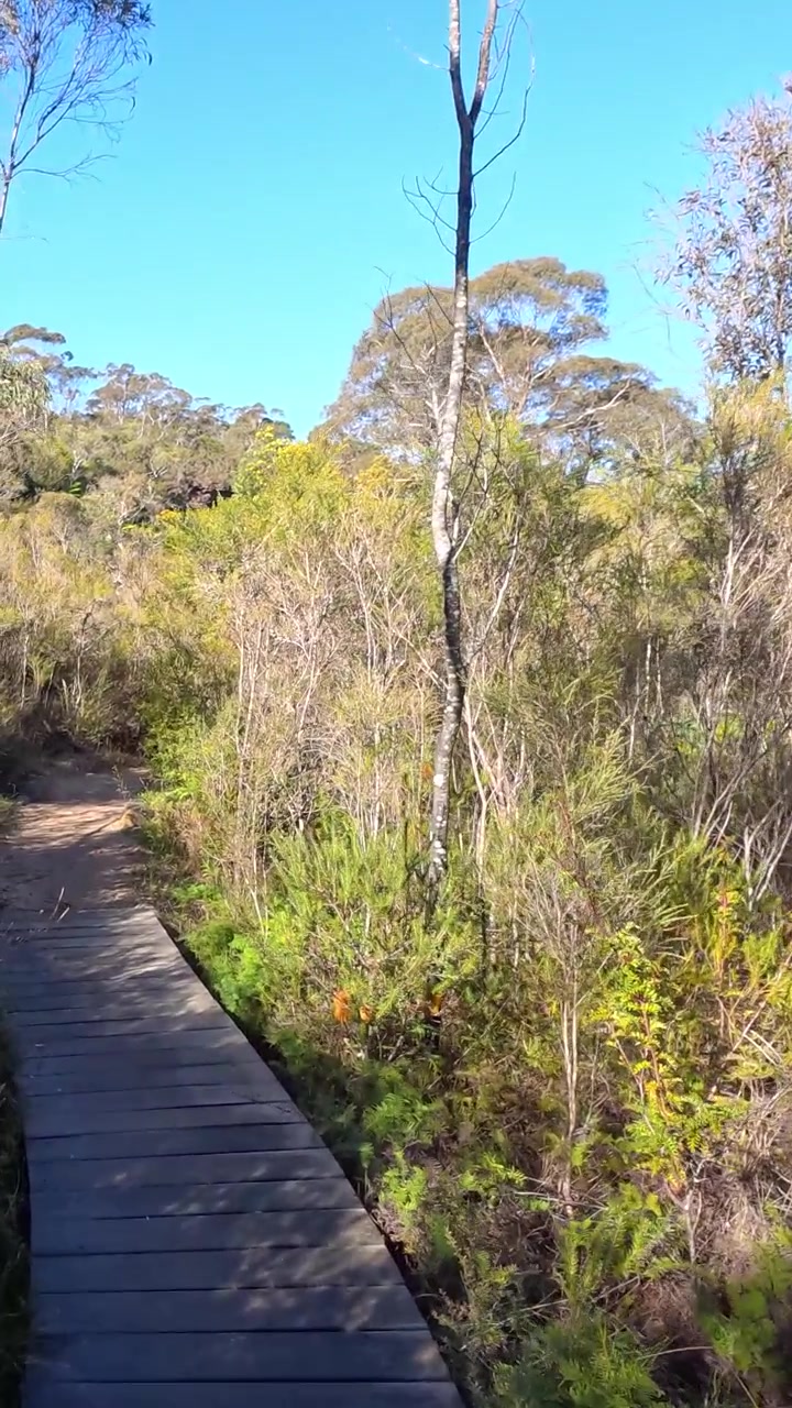 Prospettiva in prima persona mentre si cammina lungo una passerella di legno attraverso una fitta boscaglia di eucalipti a Wentworth Falls.