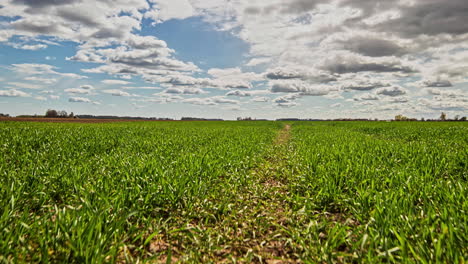 cultivos en crecimiento en el campo y nubes esponjosas arriba, lapso de tiempo de fusión alejar