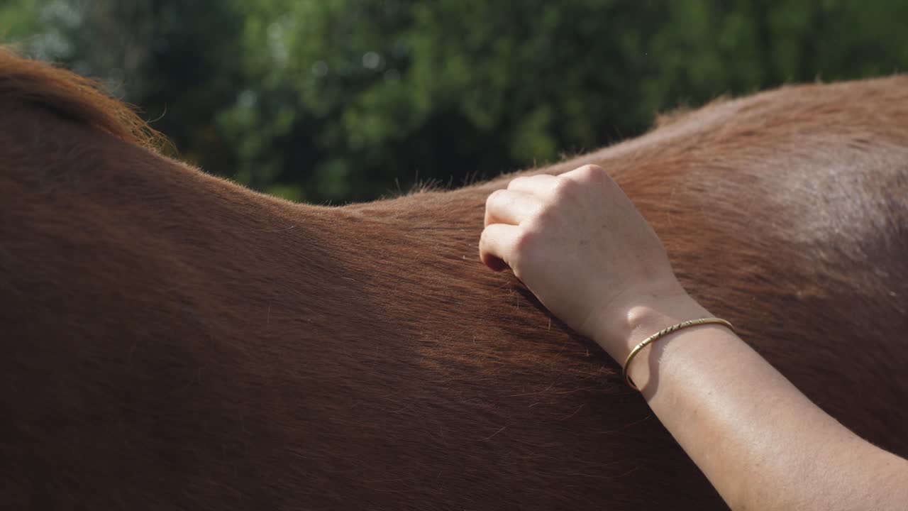 Close-up of a woman's hand gently stroking a brown horse's back outdoors