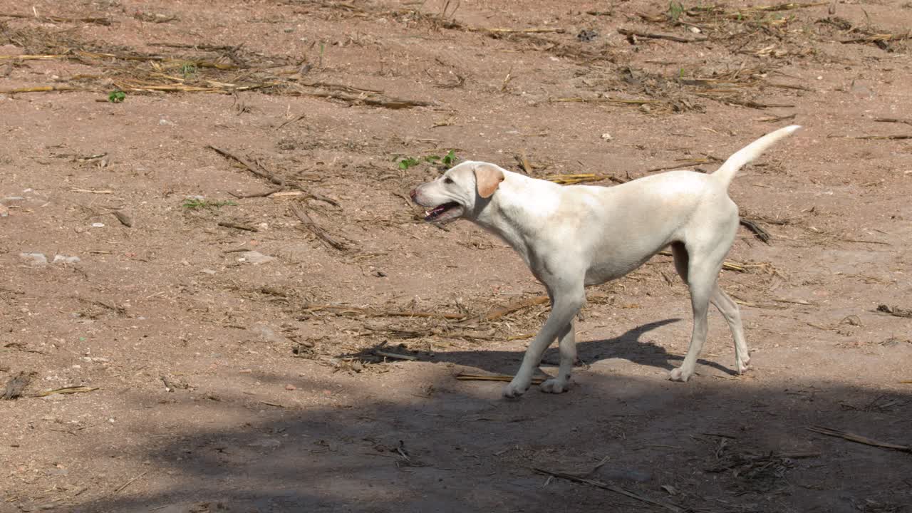 A white stray dog stands on a sunny dirt road in rural Thailand during daytime