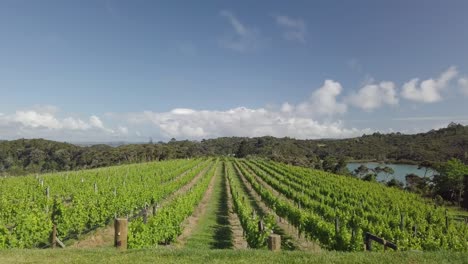 Aerial-reveal-shot-of-a-winery-in-New-Zealand,