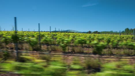 Drone-aerial-of-vineyard-vines-in-rows