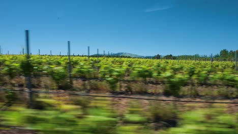 antena de drones de vides de viñedo en filas