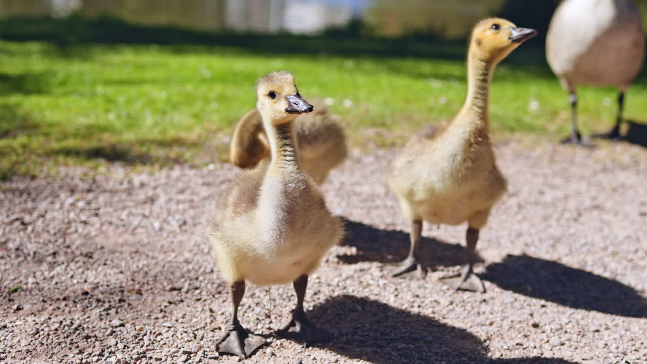 In una splendida giornata di sole al parco, teneri e deliziosi ochetti esplorano con gioia l'ambiente circostante, godendosi ogni istante della loro avventura all'aperto, baciati dal caldo sole.