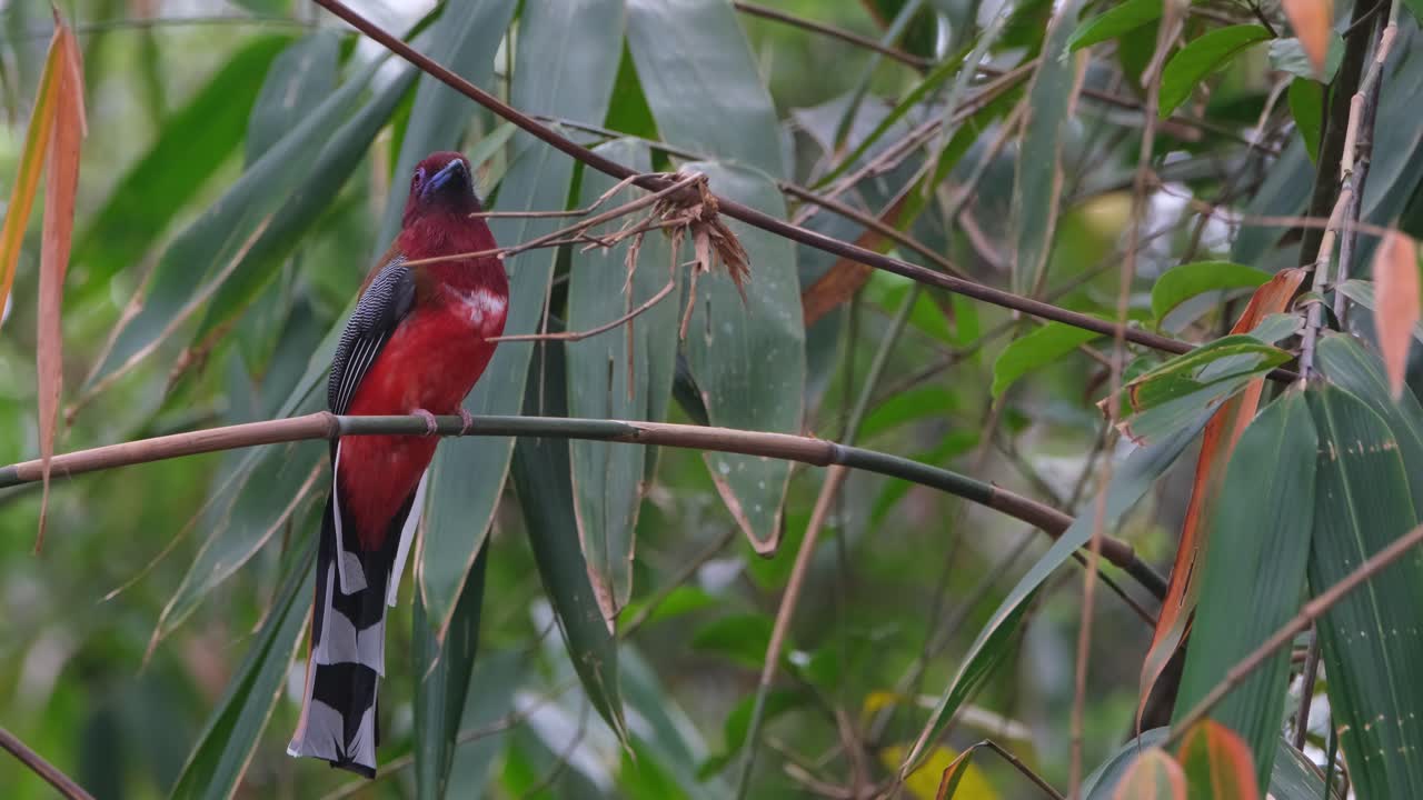 visto desde su lado delantero mirando a su alrededor y por encima mientras está encaramado en una rama de bambú, trogon harpactes erythrocephalus de cabeza roja, macho, tailandia