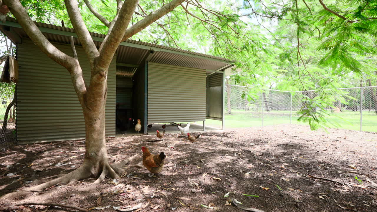 Chickens roam around outdoor corrugated metal shed in shaded enclosure of tropical tree