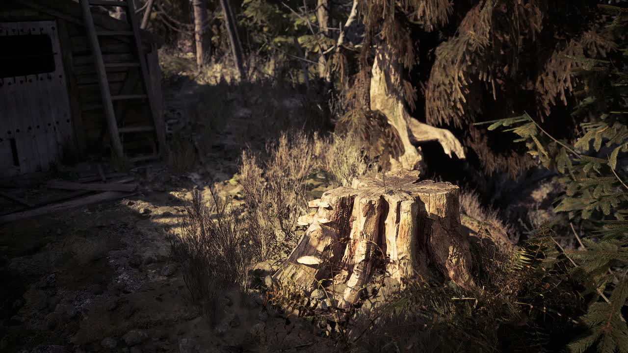 Tree stump in a forest clearing surrounded by greenery and foliage