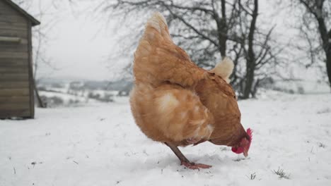 free range hen searching for food in the snow on a cold winter day