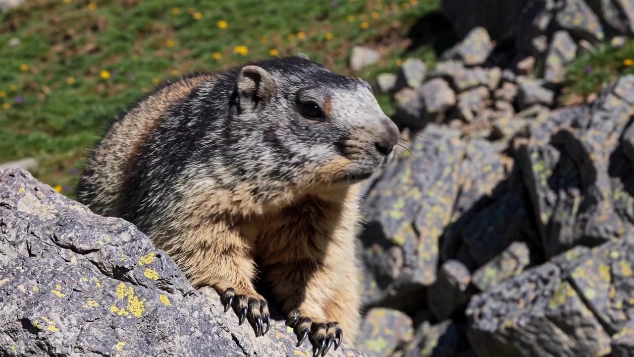 Primo piano di una marmotta alpina su una roccia in un prato di montagna