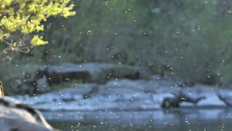 Insectos-Que-Vuelan-Sobre-El-Agua-Río-Herault-Francia