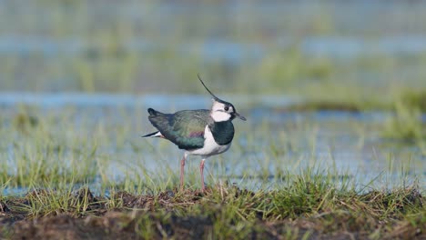 Kiebitz-Frisst-Auf-Feuchtgebiet-Mit-Regenwurm-Mit-Fußzitternden-Bewegungen-Nahrungssuche