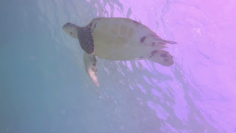 Loggerhead-turtle-underwater