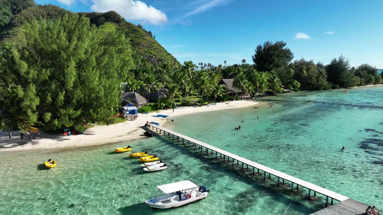Turquoise lagoon surrounds white sand beach at Tiahura, Moorea, French Polynesia, small yellow boats moor beside wooden pier near thatched bungalows plus tall palm trees. Aerial drone backwards shot