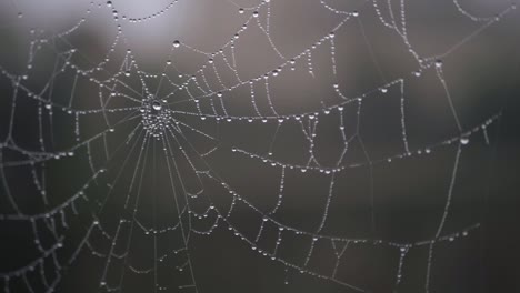 Spinnennetz-Mit-Tautropfen,-Nahaufnahme