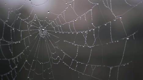 teia de aranha com gotas de orvalho close-up tiro