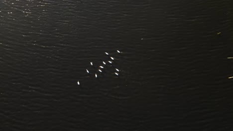 overhead-view-of-white-pelicans-sitting-in-muddy-water,-vail-lake-Temecula