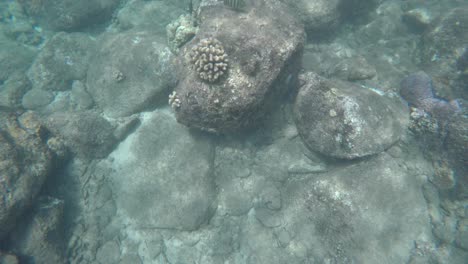 snorkeling in beautiful pacific ocean