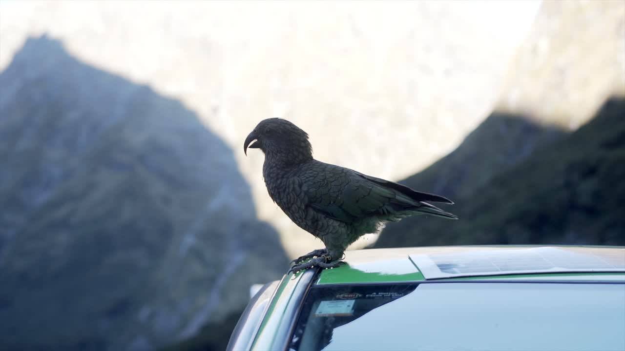 A Kea Parrot perched on a car roof in a mountainous environment