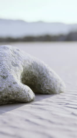 unique coral formation resting on sandy shoreline under soft sunlight