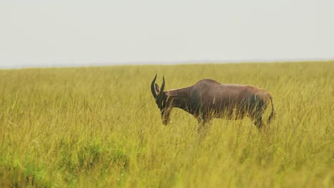 slow motion shot of topi walking through tall grass in wide open savannah of massai mara national reserve, african wildlife in kenya, africa safari animals in masai mara north conservancy