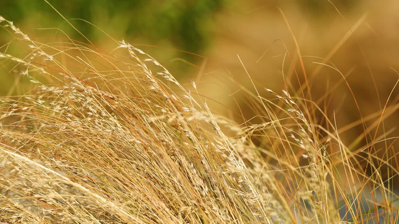 Tall golden grass sways gently in a strong breeze, captured in close-up with soft natural lighting and a blurred green background