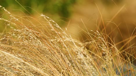 tall golden grass sways gently in a strong breeze, captured in close-up with soft natural lighting and a blurred green background