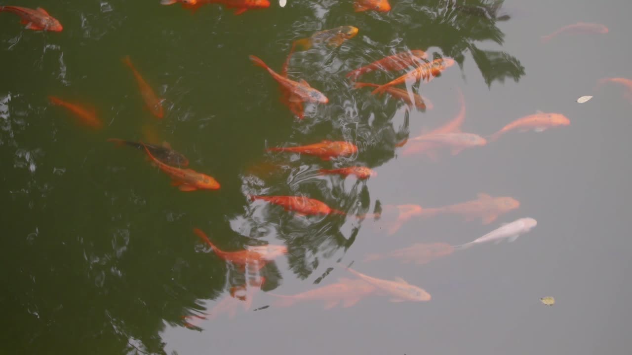 연못에서 자유롭게 헤엄치는 코이 물고기 - 클로즈업