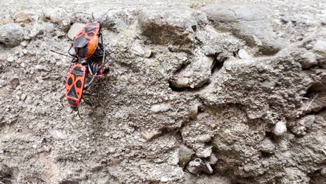 firebugs mating outdoors on spring afternoon