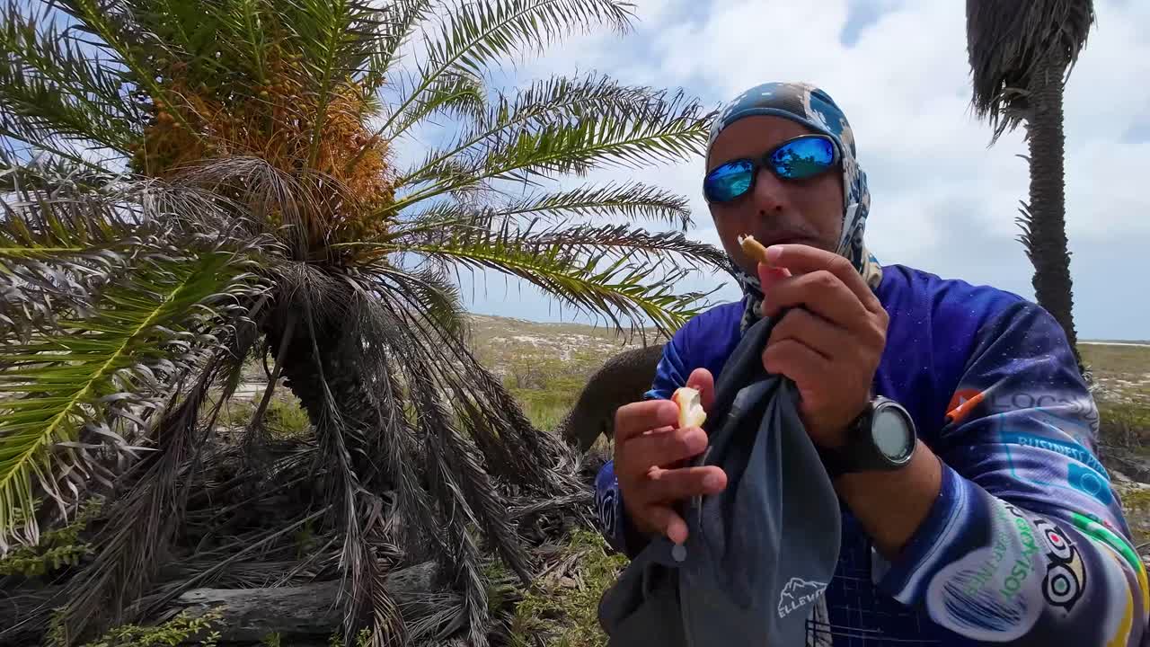 Man with face mask eat dates freshly taken from palms tree and shows the seed of the fruit