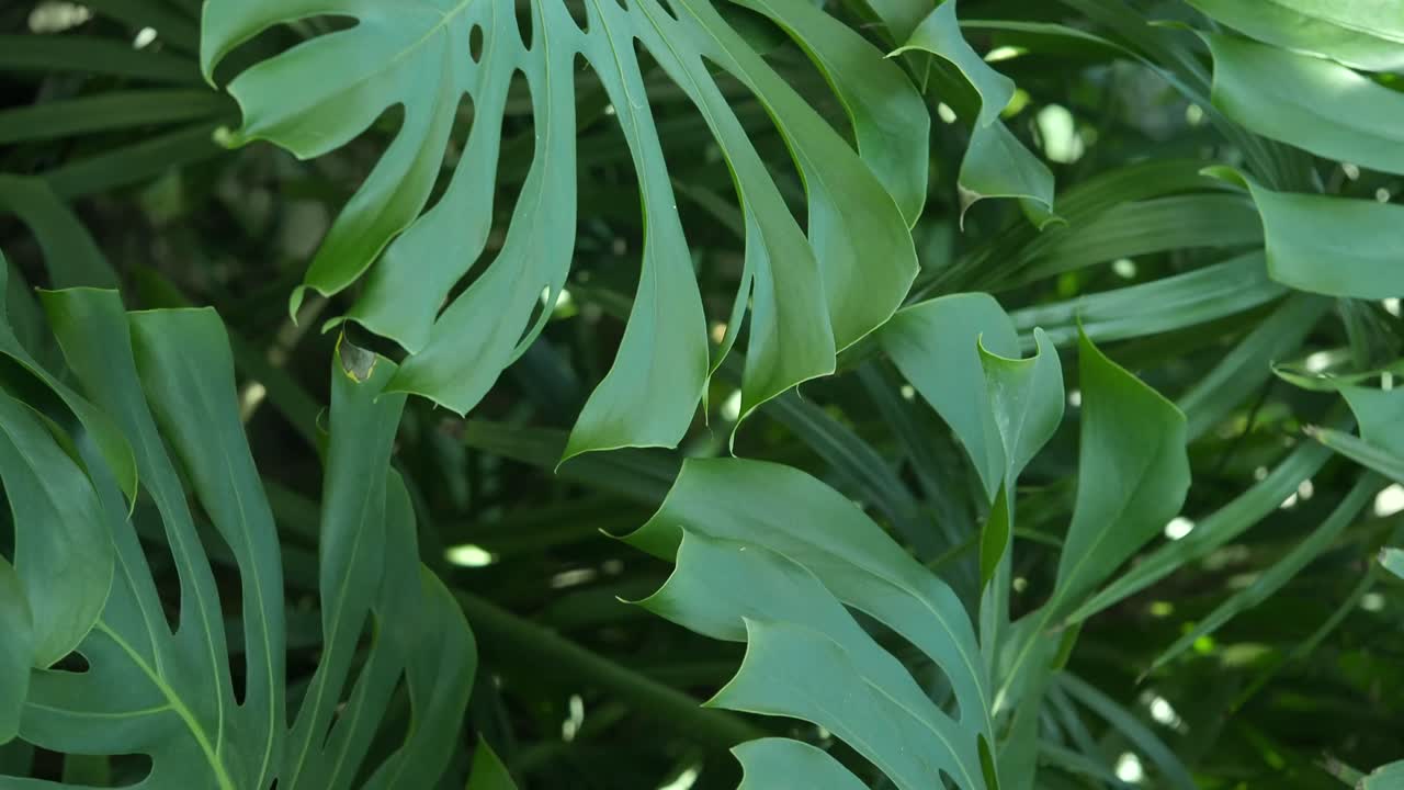 Close-up of Monstera Deliciosa leaves