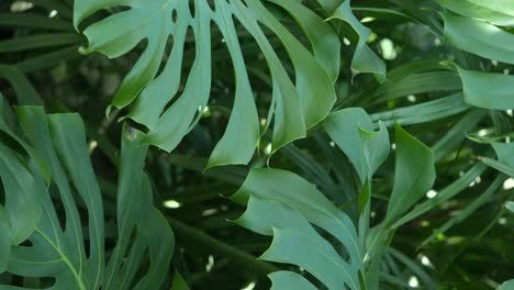 close-up of monstera deliciosa leaves