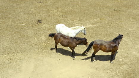 ¿Alguna-Vez-Has-Visto-Un-Animal-Más-Hermoso?